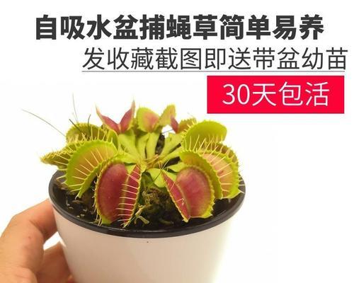捕蝇草怎样浇水（什么时间浇水最合适）