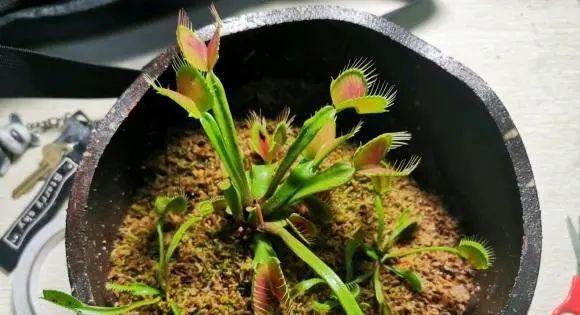 如何正确换盆捕蝇草（注意事项让你的捕蝇草健康茁壮成长）