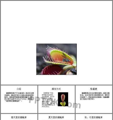 捕蝇草的配土方法与种植技巧（如何选择适合捕蝇草生长的土壤）