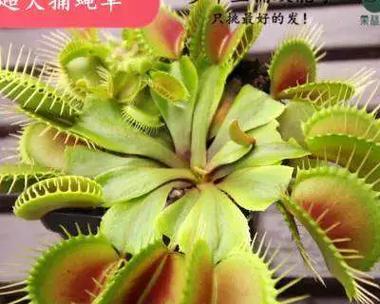 捕蝇草的适宜环境（从光照）