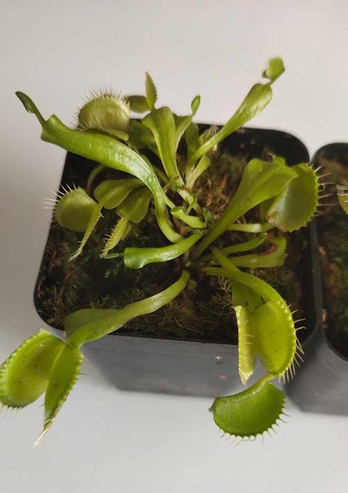 了解捕蝇草的形态特征和生态环境（了解捕蝇草的形态特征和生态环境）
