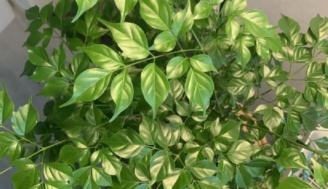 不落叶植物大全（探秘四季常青的神奇植物世界）