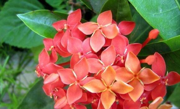 瑞香花不同颜色花语（从情感到意义）