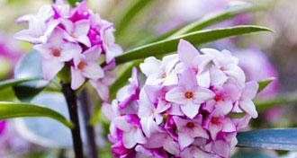 瑞香花不同颜色花语（从情感到意义）