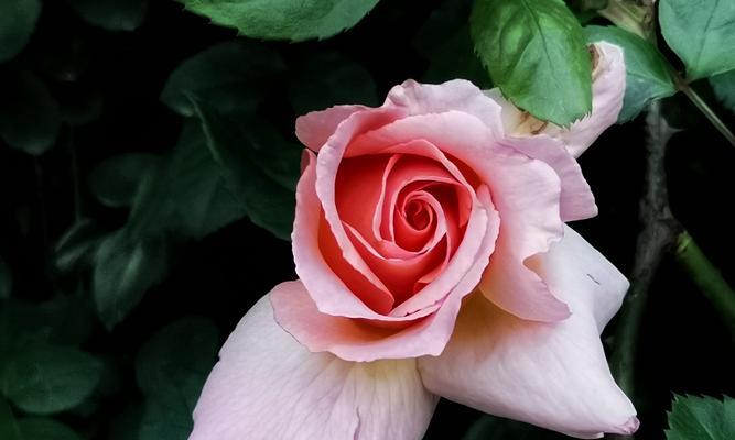 一束花语，不同颜色月季花的含义（月季花语大揭秘）