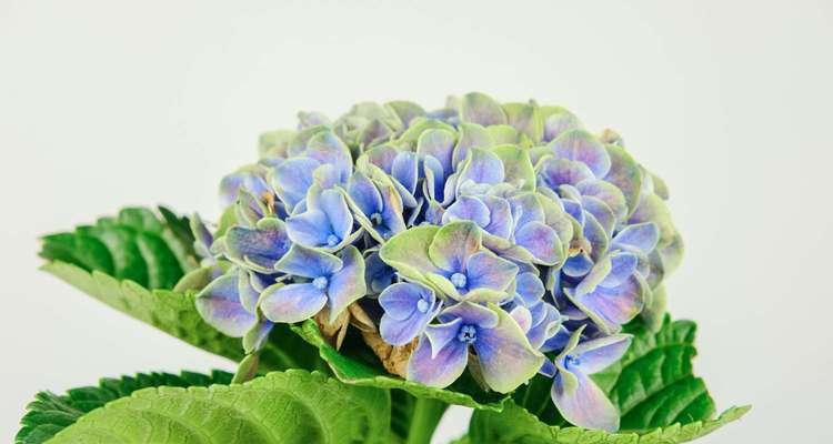 花花语（不同颜色花的含义与象征）