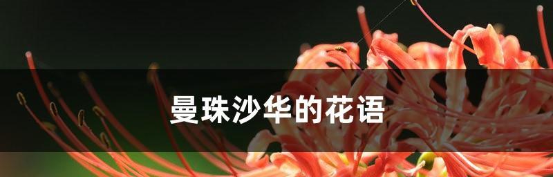 曼珠沙华的传说是什么？花语有哪些含义？