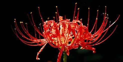 曼珠沙华的花语和寓意是什么？如何解读这种神秘花朵？