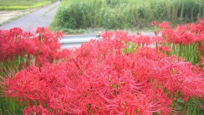 曼珠沙华花语是什么意思？它的寓意象征有哪些？