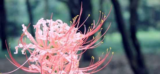 曼珠沙华花语是什么意思？它的寓意象征有哪些？