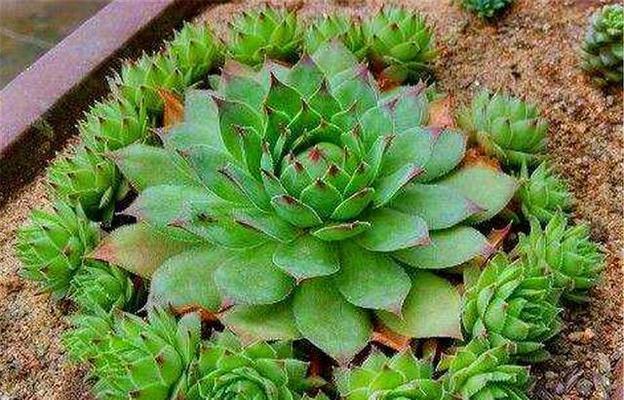 观音莲如何养护才能保持美观？修剪成理想造型的技巧是什么？