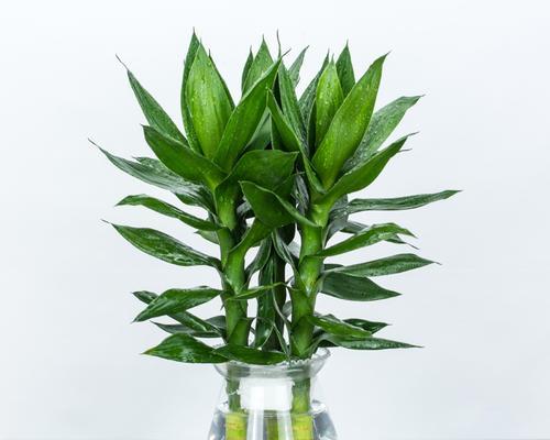观音竹与莲花竹的相似之处与差异是什么？