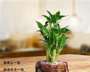 观音竹与莲花竹的相似之处与差异是什么？