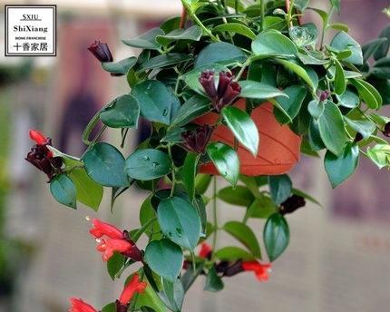 观音竹会开花吗？开的花是什么样子？
