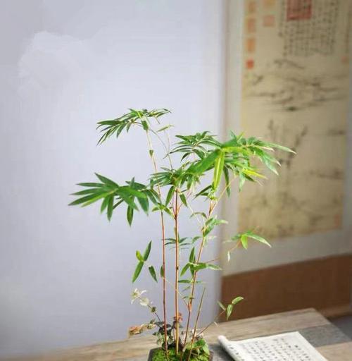 观音竹可以浇啤酒吗?这样做有什么好处和风险?