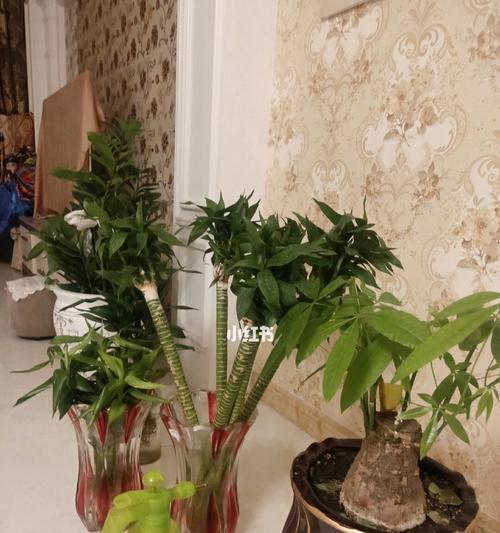 观音竹可以浇啤酒吗？这样做有什么好处和风险？