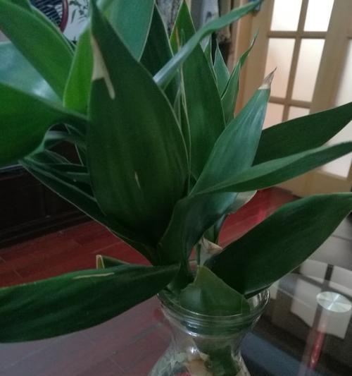 水培观音竹可行吗？如何正确水培养殖观音竹？