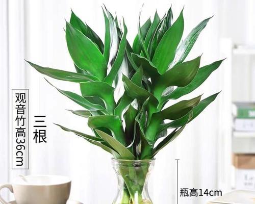 水培观音竹可行吗？如何正确水培养殖观音竹？