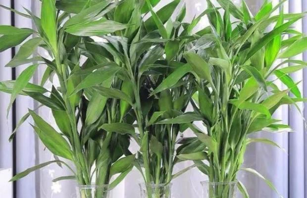观音竹可以种在土里吗？种植方法和注意事项是什么？