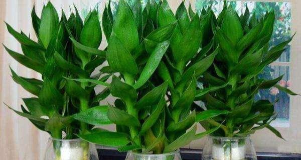 观音竹可以种在土里吗？种植方法和注意事项是什么？