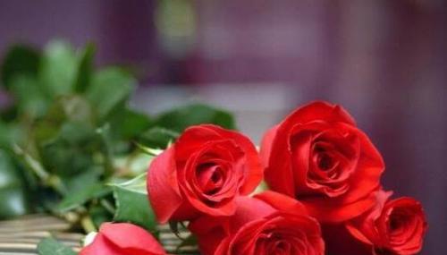 19朵玫瑰花代表什么含义？花语有哪些特别之处？