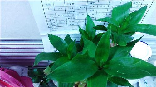 观音竹适合放办公室吗？摆放办公室位置有什么讲究？
