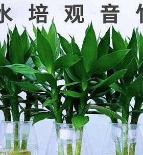 观音竹室内养殖的利弊是什么？