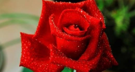 玫瑰花代表什么象征意义？不同颜色玫瑰花的含义是什么？