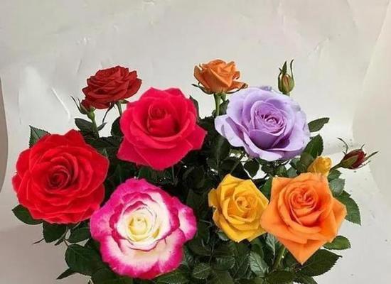玫瑰花代表什么寓意和象征？不同颜色玫瑰花的含义是什么？