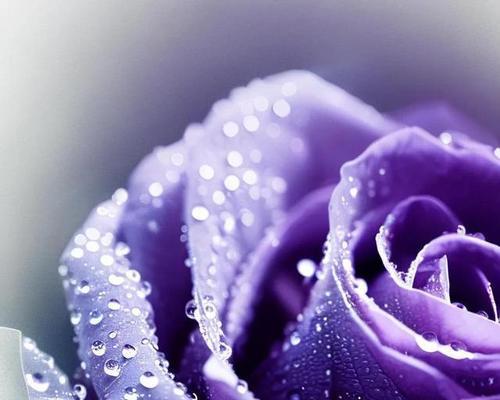 玫瑰花代表什么意思？不同颜色玫瑰花语有哪些区别？