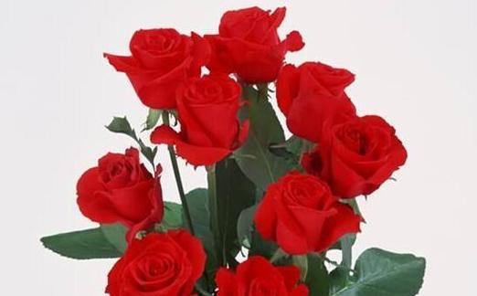 玫瑰花代表什么意思？不同颜色玫瑰花语有哪些区别？