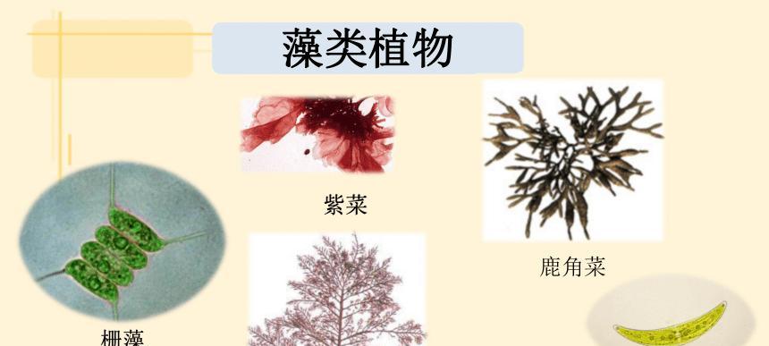 贯众属于藻类植物吗？贯众的分类和特性是什么？