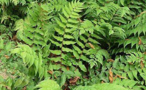 贯众是哪种植物类型？贯众的分类和特点是什么？