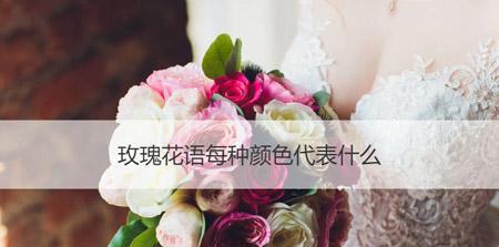 玫瑰花花语代表什么？不同颜色和数量的玫瑰花有何含义？