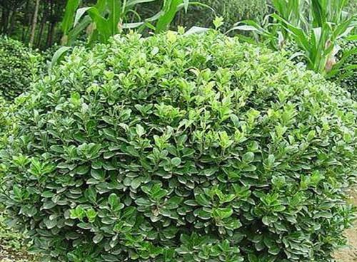 灌木植物有哪些种类？如何选择适合的灌木植物？