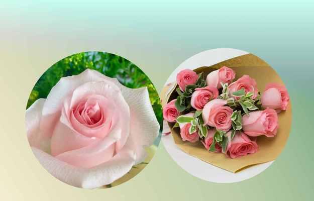 玫瑰花花语是什么意思？12朵玫瑰代表什么含义？