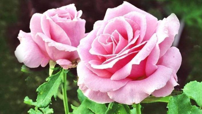 玫瑰花花语是什么意思？12朵玫瑰代表什么含义？