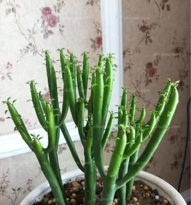 光棍花又叫什么花？它的别名和特点是什么？