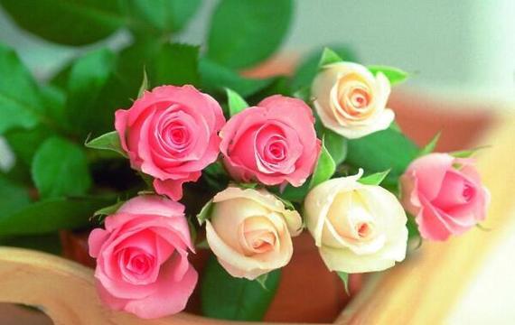 玫瑰花花语是什么？不同颜色的玫瑰代表什么含义？