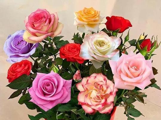 玫瑰花几朵代表的含义是什么？不同数量的玫瑰花语有何不同？