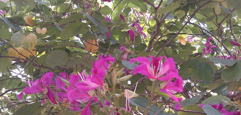 光棍树会开花吗？开花时是什么样的？