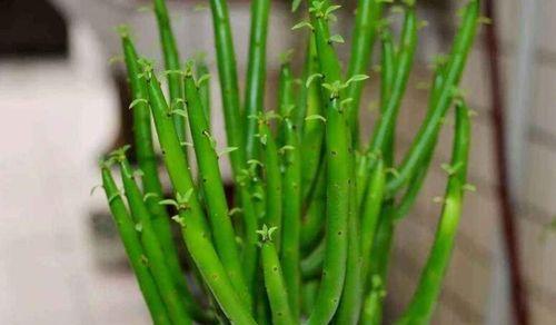 光棍树种植应该选择大盆还是小盆？哪种更利于生长？