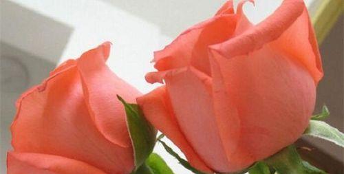 玫瑰花数量代表什么含义？不同数量玫瑰花的寓意有哪些？