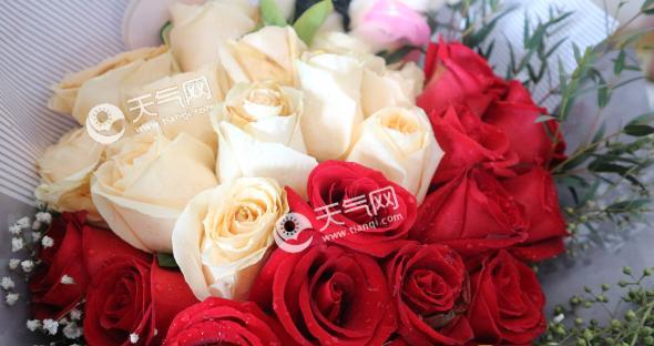 玫瑰花数量代表什么意义？不同数量的玫瑰花各自含义是什么？
