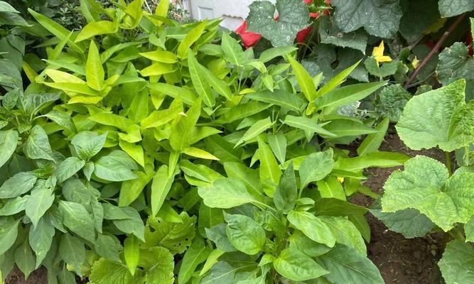 光敏性蔬菜有哪些？5种含光敏物质的蔬菜是什么？