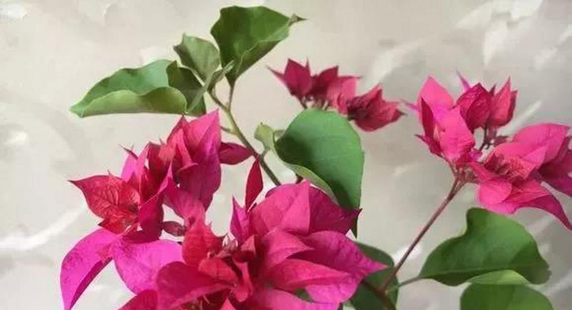 光叶子花和三角梅的区别是什么？如何区分它们？