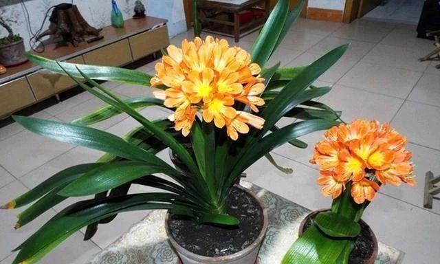 光照不好适合养什么花？推荐几种耐阴植物？