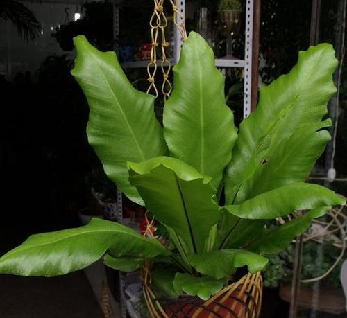 光照不好适合养什么花？推荐几种耐阴植物？