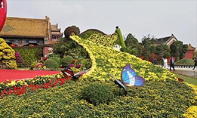 广场上适合种什么植物？如何选择合适的植物种类？