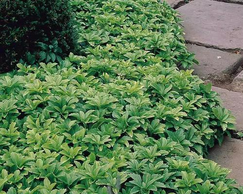 广场上适合种什么植物？如何选择合适的植物种类？